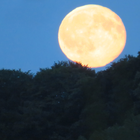 Full Moon Rising Above The Treesの写真素材