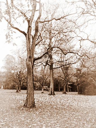 Trees In Winterの写真素材