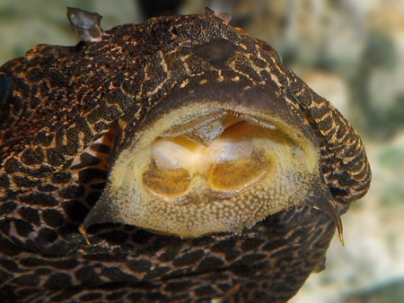 Golden Mouthed Fishの写真素材