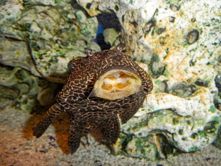 Golden Mouthed Fishの写真素材