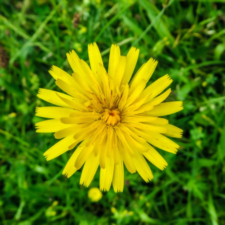 Dandelion Flower Head