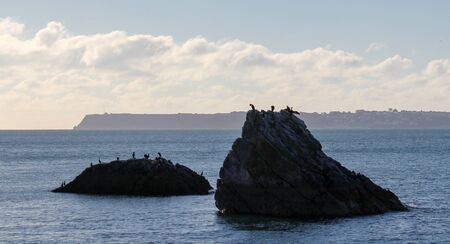 Cormorants On Rocksの写真素材