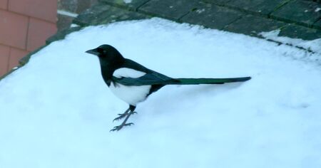 Black And White Magpie On Snow                               の写真素材