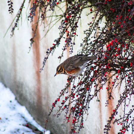   Redwing On Cotoneater In Winter                             の写真素材