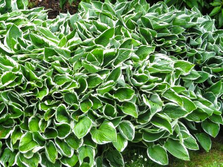 Variegated Hosta Leaves Bankの写真素材
