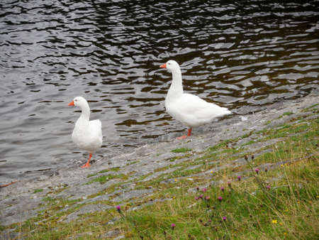 Two Geese Standing On River Bankの写真素材