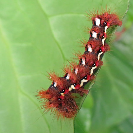 caterpillar on green leaf in the nature or in the garden. Knot Grass Moth Caterpillar.  Acronicta rumicisの写真素材