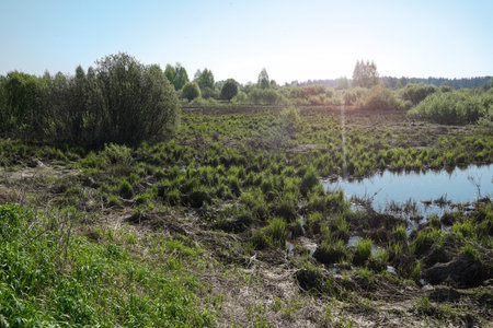 Landscape with tussocks, small natural water body, grass, bushes, trees on the horizon. Springtime...