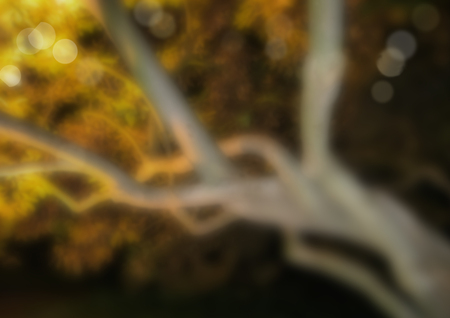 Blurred mysterious tree trunk in night lights and bokeh. Amaizing background for wallpapers, flyers, covers etc.の写真素材