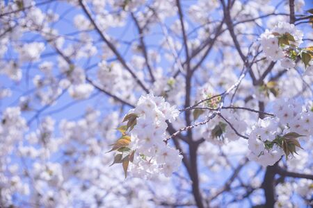 Ohanami in spring season. Beautiful cherry blossom sakura branch and flowers.の写真素材