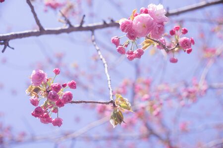 Ohanami in spring season. Beautiful cherry blossom sakura branch and flowers.の写真素材