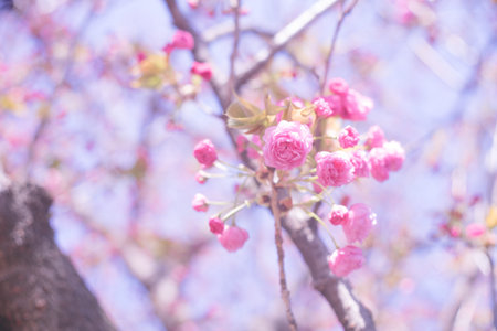 Ohanami in spring season. Beautiful cherry blossom sakura branch and flowers.