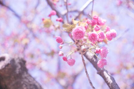 Ohanami in spring season. Beautiful cherry blossom sakura branch and flowers.の写真素材