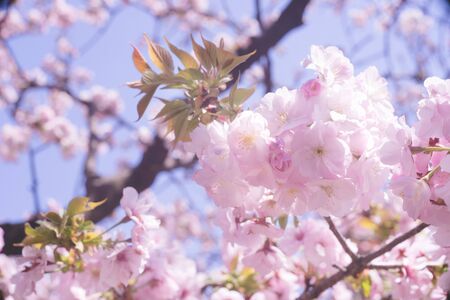 Ohanami in spring season. Beautiful cherry blossom sakura branch and flowers.の写真素材
