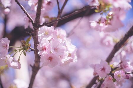 Ohanami in spring season. Beautiful cherry blossom sakura branch and flowers.の写真素材