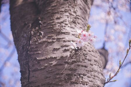 Ohanami in spring season. Beautiful cherry blossom cherry tree trunk and flowers.の写真素材