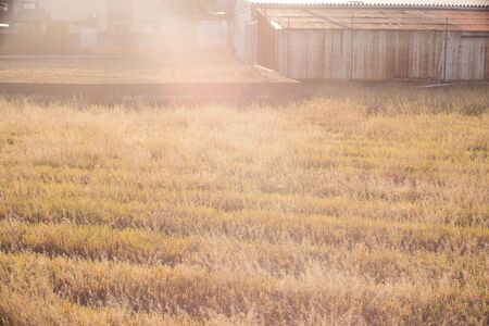 grassy place with yellow sun lightの写真素材