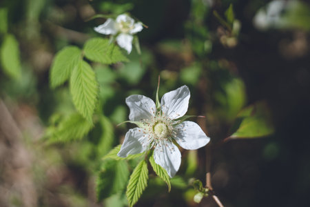 Wild strawberry blossoms on the roadside in spring on a sunny dayの写真素材