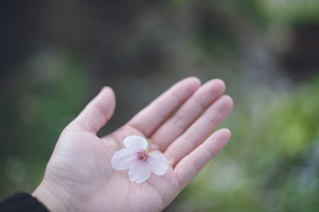 Blizzard of cherry blossoms, hands holding cherry blossoms that fell on the green garden. Garden of an ordinary family in Fukuoka, Japan.の写真素材