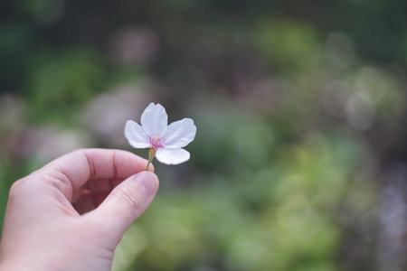 Blizzard of cherry blossoms, hands holding cherry blossoms that fell on the green garden. Garden of...