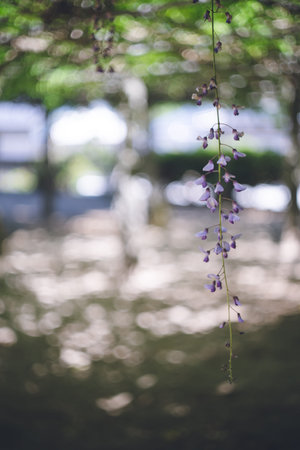 Wisteria flowers on a wisteria trellis at Rokusho Shrine in Itoshima City, Fukuoka Prefecture. Roksho Shrine in Itoshima City, Fukuoka Prefectureの写真素材