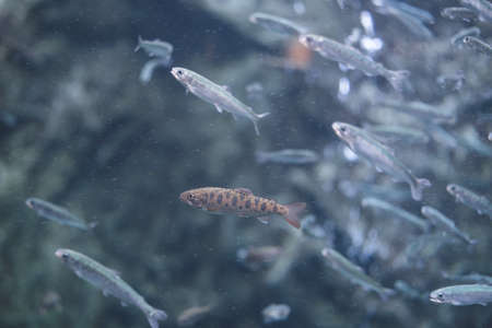 Aquarium of young salmon living in Hokkaido - Shibetsu Salmon Science Museumの写真素材