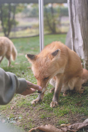 Cute Northern Fox - Fox Park in Kitami City, Hokkaidoの写真素材