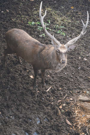 A male Ezo deer with magnificent horns at a zoo in Hokkaido.の写真素材
