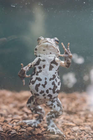 A frog with a cute black-and-white belly looking at me through the glass at the zoo.の写真素材