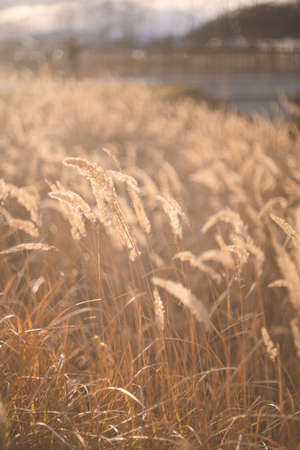 A meadow of catnip golden in the evening sun - Wilderness scenery of Shiraoi, Hokkaidoの写真素材