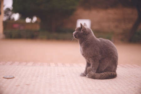 Cats in the Alhambra Palace in Granada, a World Heritage Site in Spainの写真素材