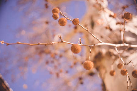 Europe in winter White trunk tree with lots of round berriesの写真素材