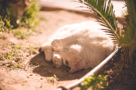 Relaxing Stray Cat - Frigiliana, a white city in Andalusia, Spainの写真素材
