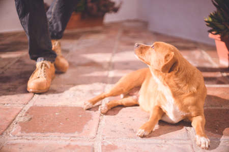 A dog lying down and looking up at its owner - Frigiliana, a white city in Andalusia, Spainの写真素材