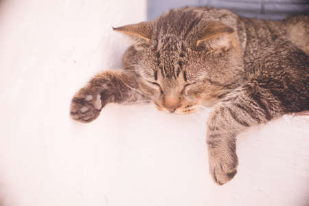 Relaxing Stray Cat - Frigiliana, a white city in Andalusia, Spainの写真素材