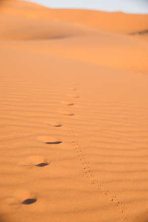Dung Beetle and Coyote Footprints in the Sahara Desert, Merzouga, Morocco.の写真素材