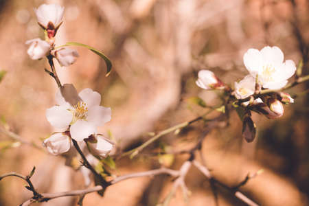 Almond blossoms in the Toudra Gorges Valley near Tinghir, Morocco.の写真素材
