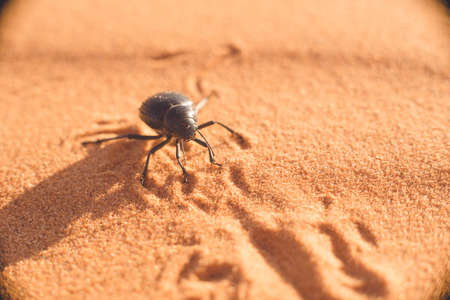 Morocco Hassilabied Merzouga Sahara Desert Dung Beetle.の写真素材