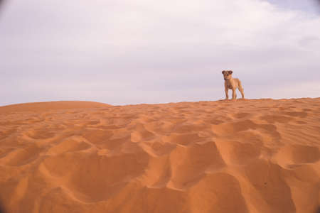 The puppy that came with me on my tour of the Sahara Desert dunes in Merzouga, Morocco.の写真素材