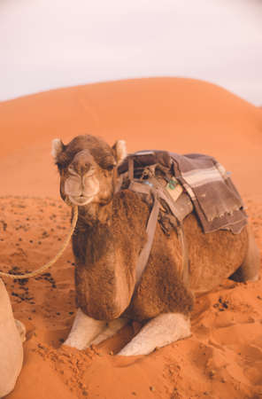 Morocco Merzouga Sahara Desert Camel in the Dunes.の写真素材