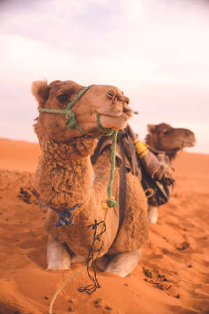 Morocco Merzouga Sahara Desert Camel in the Dunes.の写真素材