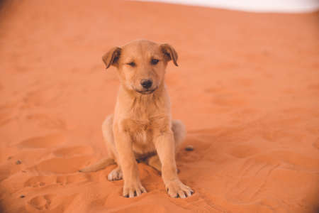 The puppy that came with me on my tour of the Sahara Desert dunes in Merzouga, Morocco.の写真素材
