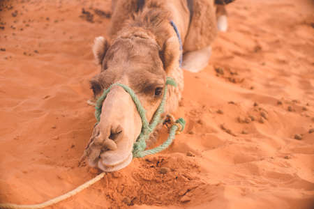 Morocco Merzouga Sahara Desert Camel in the Dunes.の写真素材