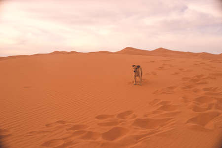 The puppy that came with me on my tour of the Sahara Desert dunes in Merzouga, Morocco.の写真素材