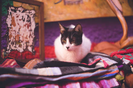 A cat sitting on a product at a souvenir shop in the Old City of Fez, a popular tourist destination in Morocco.の写真素材