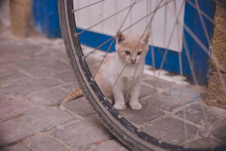Stray cat in the old town of Essaouira World Heritage Site, a port city on the Atlantic coast west of Marrakech, Kingdom of Moroccoの写真素材