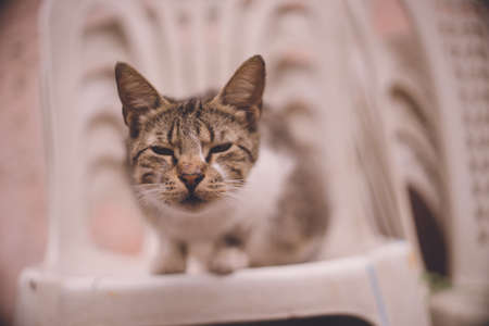 Stray cat in the old town of Essaouira World Heritage Site, a port city on the Atlantic coast west of Marrakech, Kingdom of Moroccoの写真素材