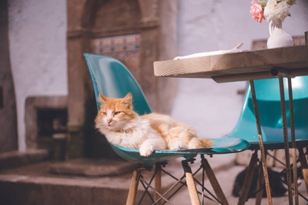 Stray cat in the old town of Essaouira World Heritage Site, a port city on the Atlantic coast west of Marrakech, Kingdom of Moroccoの写真素材
