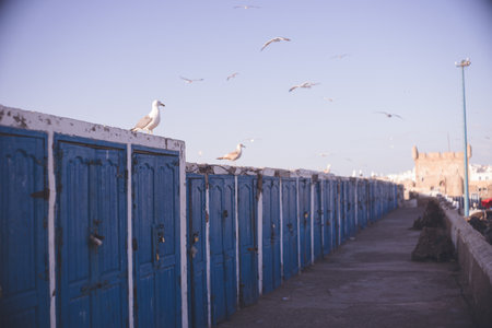 Seagulls in West Essaouira Port, Marrakech, Moroccoの写真素材
