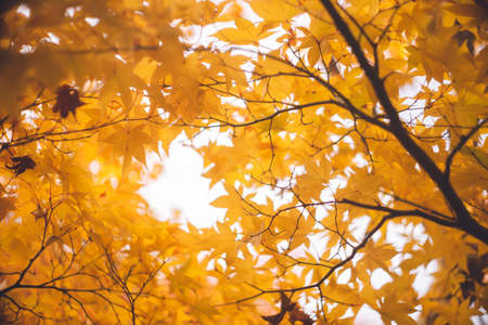 Autumn Leaves in Kyotoの写真素材